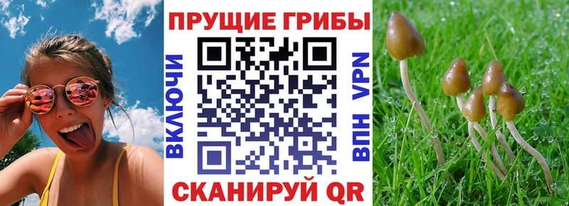 купить   Циолковский  Галлюциногенные грибы мухоморы 